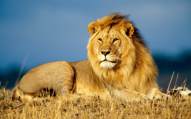 African-Lion-3