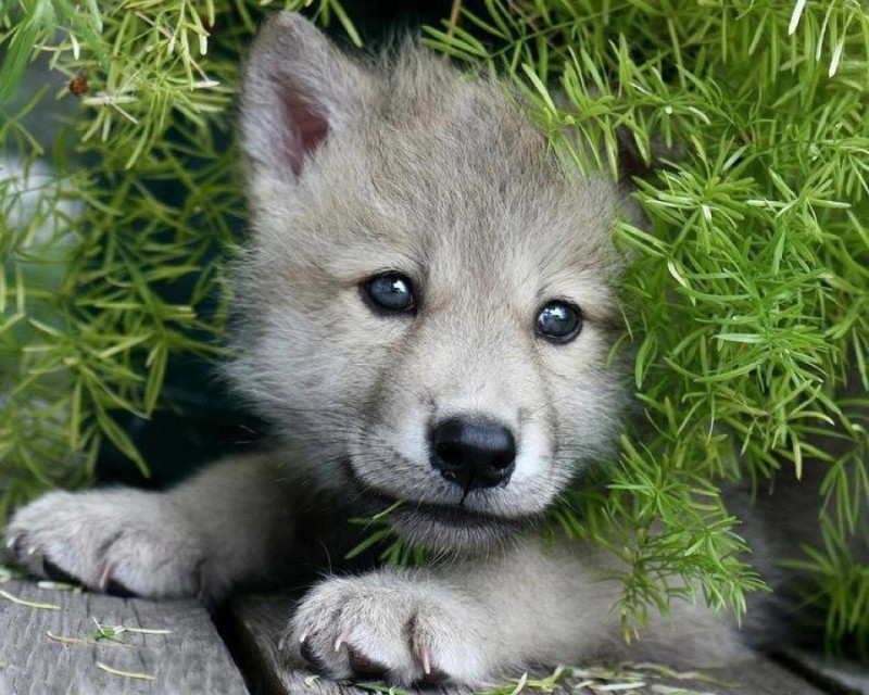 Arctic wolf