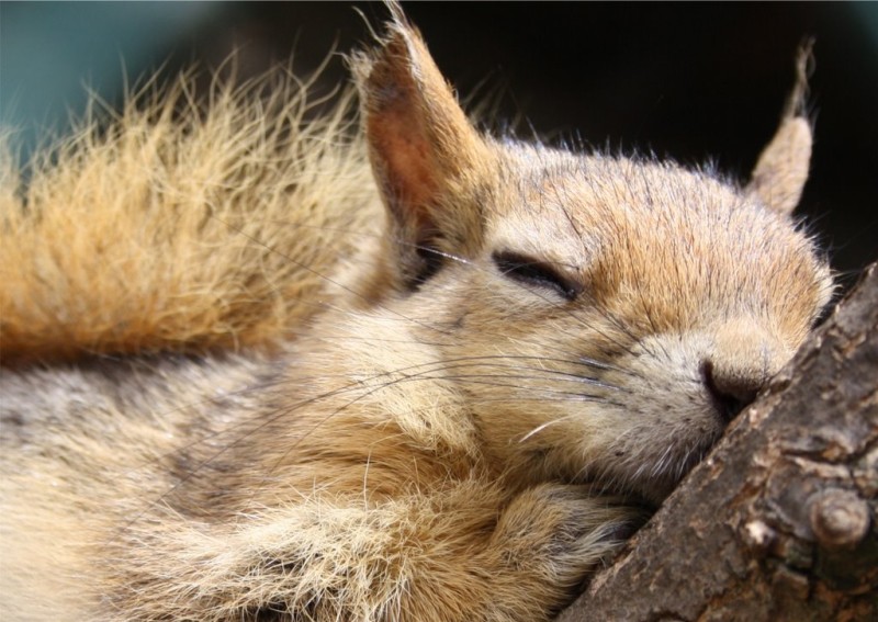 caucasian squirrel