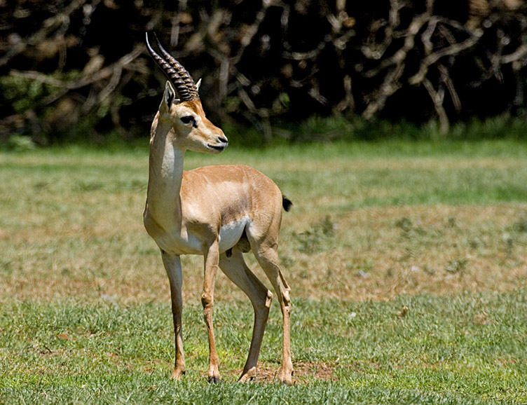 mountain_gazelle