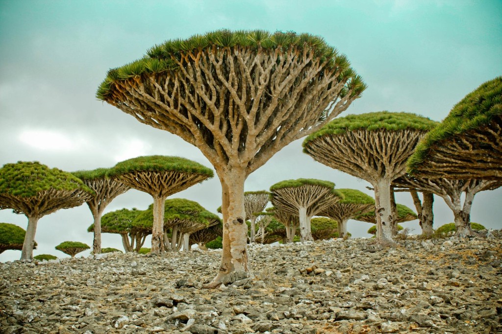 socotra-island