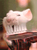 teeth