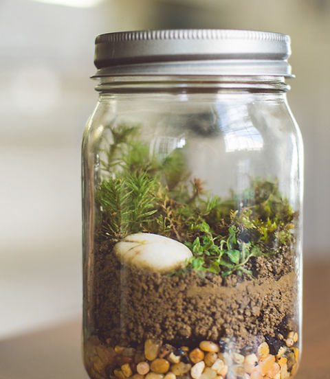 54eb911996973_-_diy-terrarium-xln