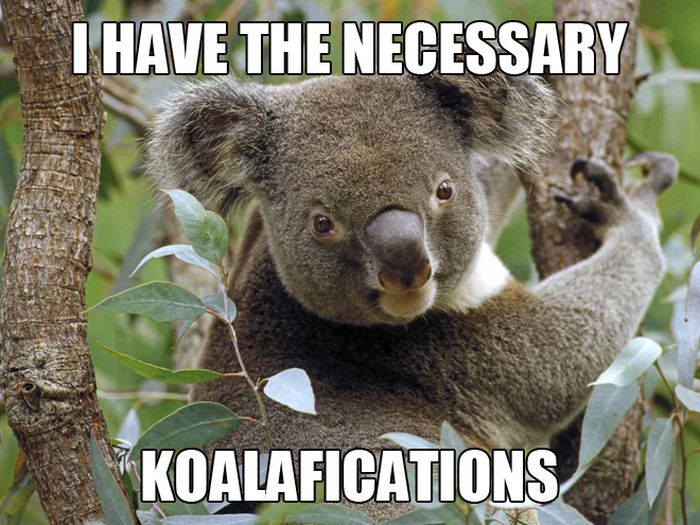 koalifications-meme-371