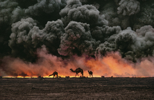 Ahmadi Oil Fields, Kuwait, 1991 Sandwiched between blackened sand and sky, camels search for untainted shrubs and water in the burning oil fields of southern Kuwait.  Their desperate foraging reflects the environmental plight of a region ravaged by the gulf war. Canby, Thomas Y. (August 1991). "The first Gulf War taught us a new lesson in unconventional conflict. Saddam Hussain's army filled the skies of southern Kuwait with black poignant smoke from the burning oil lines.  It was a powerful, debilitating symbol. And there was another.  McCurry, who was covering the war, saw camels running in terror from the fires.  Both images -whether of the fires or of the animals- were powerful representations of the chaos of that time.  Central to McCurry's reputation as a journalist is his discipline to wait, and to search, and then to recognize the most telling image.  The juxtaposition of the fire and smoke and camels running amok creates an icon of that war." - Phaidon 55 National Geographic, Vol. 180, No. 2, 2-3, 2005, August 1991, The Persian Gulf: After the Storm, Phaidon, 55, Iconic Images, final book_iconic, final print_milan