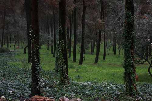 Biriya-Forest