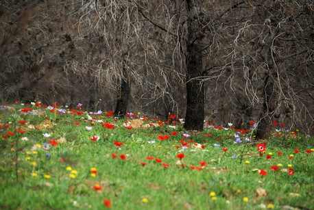 Flowers bloom post-fire, Photo by Avi Hirshfield