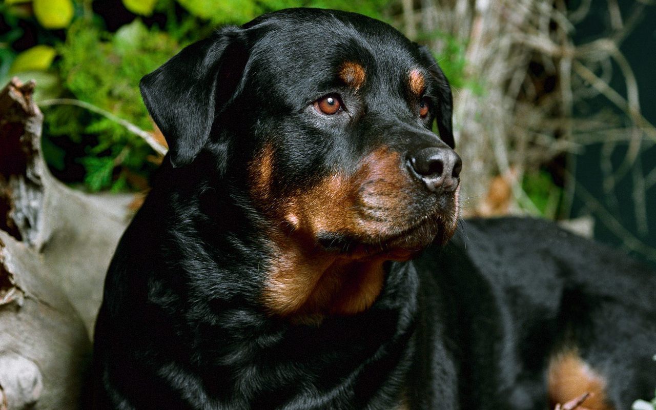 Rottweiler-dogs-13376911-1280-800