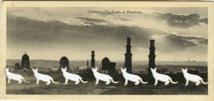 cairocats