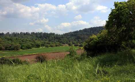 Photo by Yaakov Shkolnik