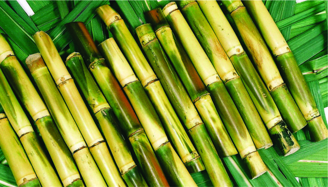 sugarcane