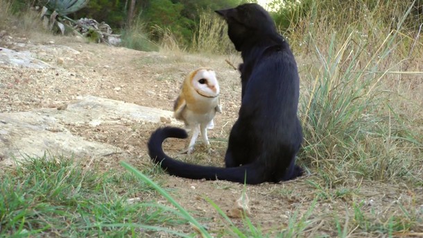 435364_the-owl-and-the-pussycat51_epsicuaitwlfo42x7yedw6mpvtncurxrbvj6lwuht2ya6mzmafma_610x343