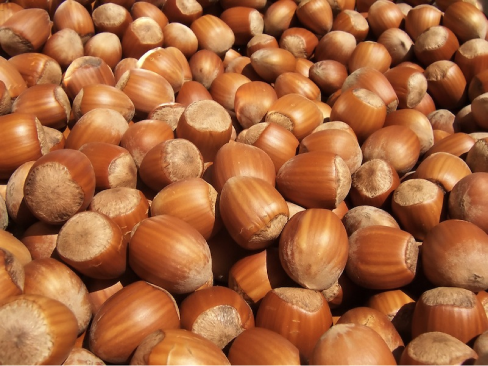 hazeluts