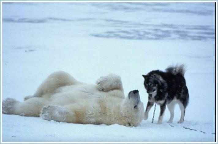 polardog3