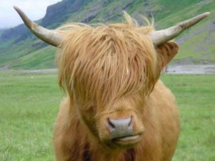yak_with_long_hair_4-21_m-425x318