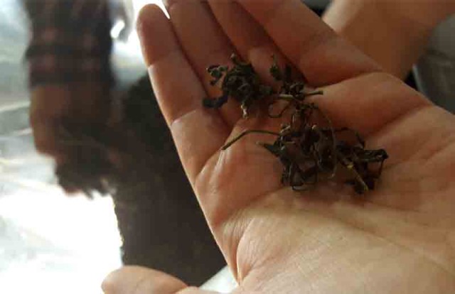 dried tea leaves