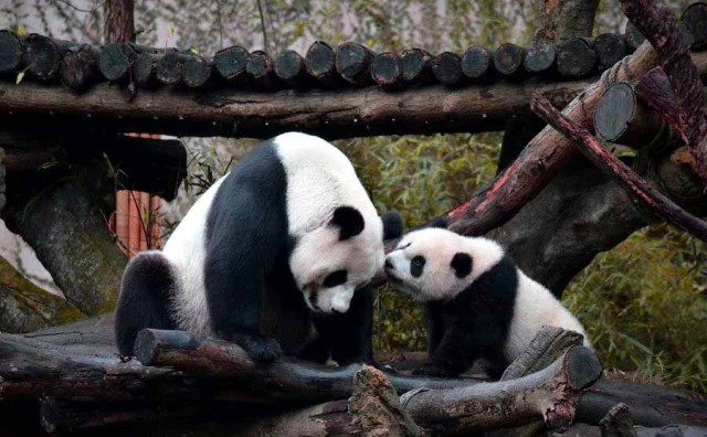 panda