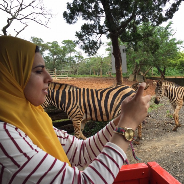 safari
