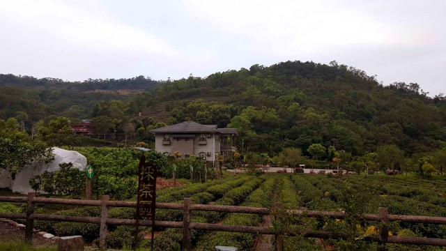 tea village
