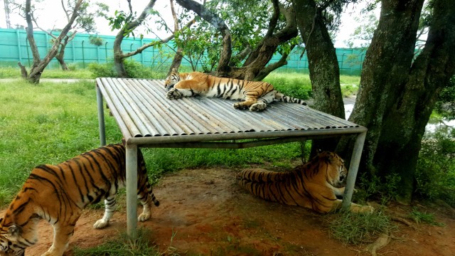 tigers 2