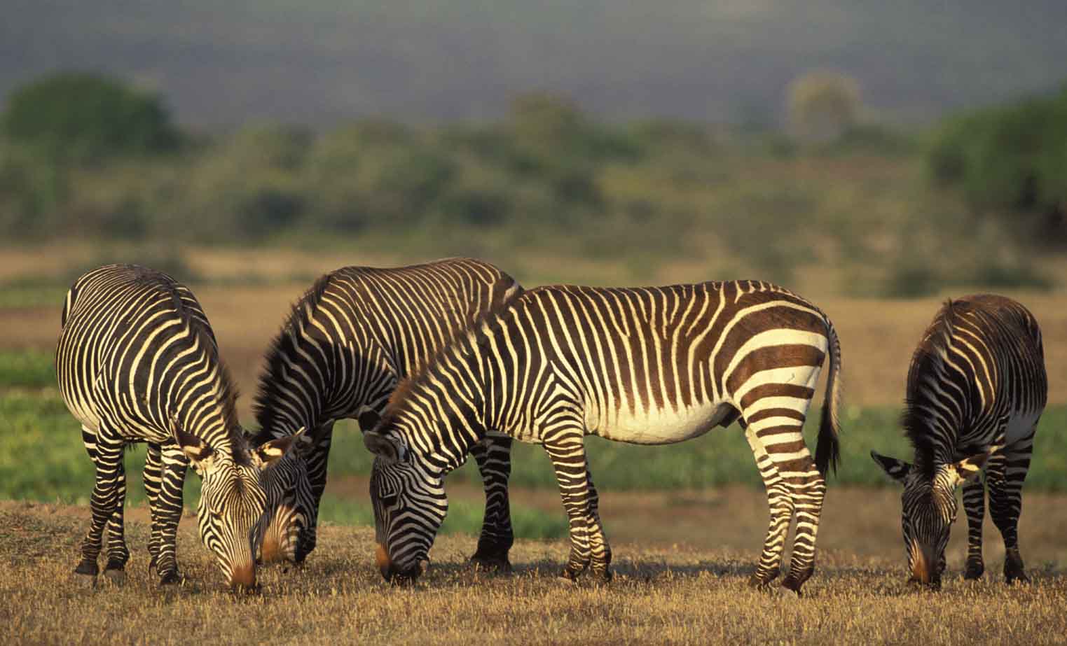 Cape Mountain Zebra, Equus zebra zebra, highly endangered species, De Hoop Nature Reserve, South Africa