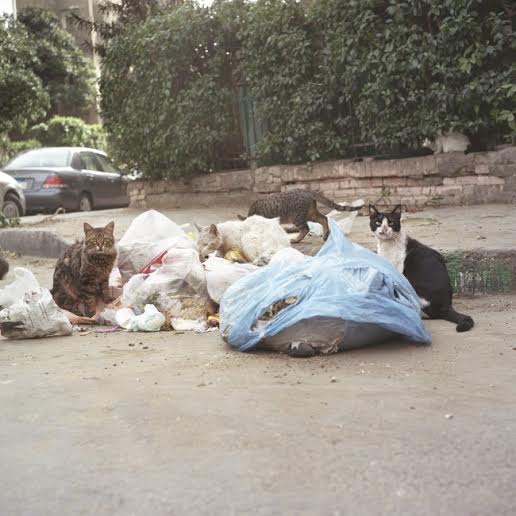 baladycatsegypt7