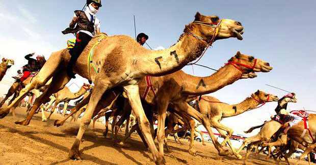 camelracing