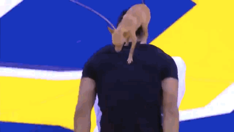 11 (1)