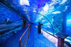 e4b799ab88fb861e_Emaar_Entertainment_and_Discovery_Channel_Shark_Week_2_HR
