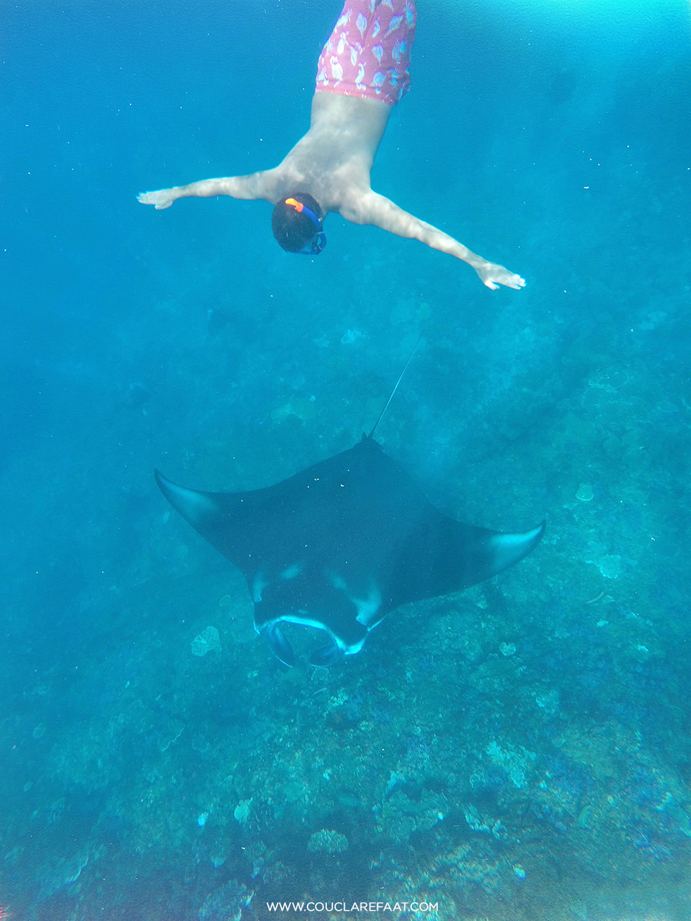 Swimming with Manta - Credit to Coucla Refaat copy