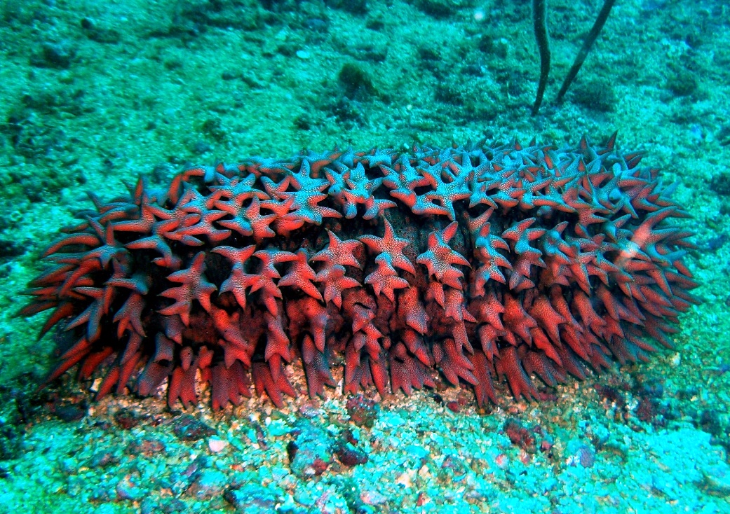 Via Scuba Magazine