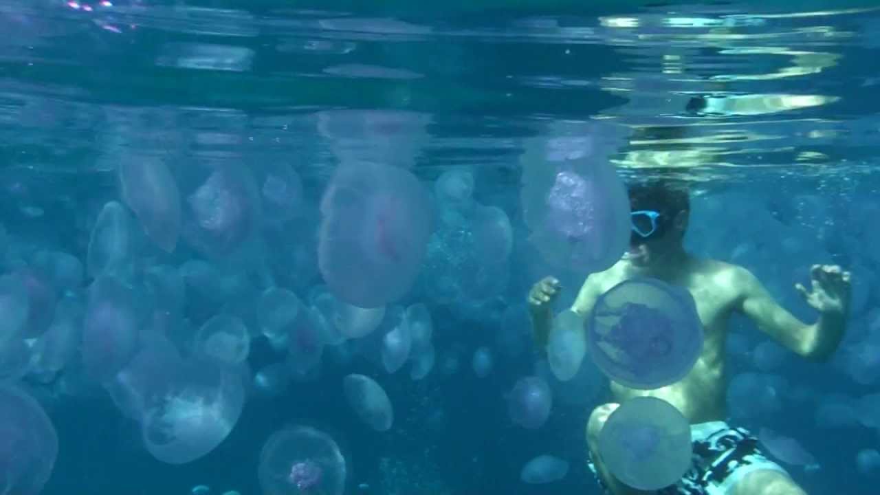 Here Is What to Do If You Get Stung by a Jelly Fish Scoop Empire