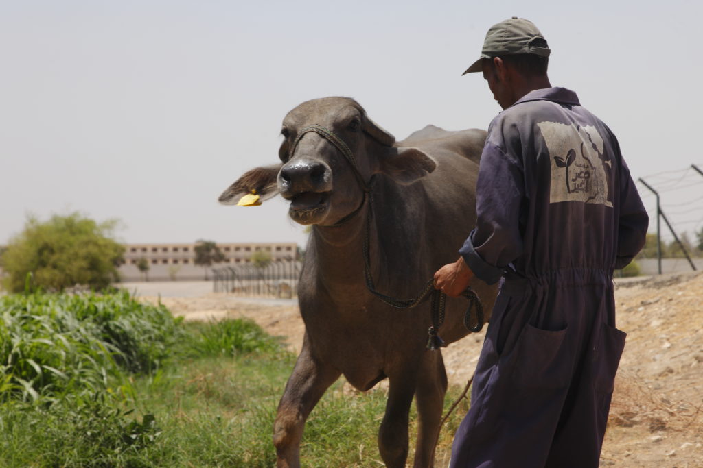 Misr El-Kheir Foundation Is Literally Giving Everyone the 