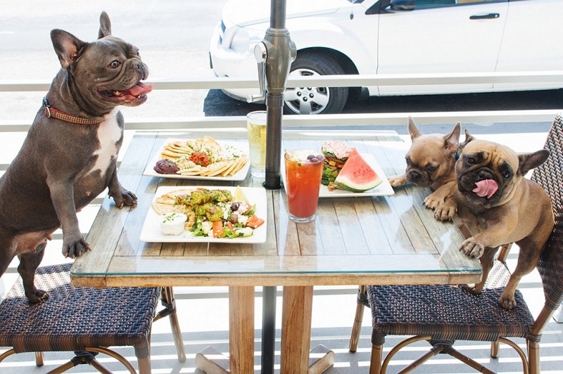 dog friendly eats near me