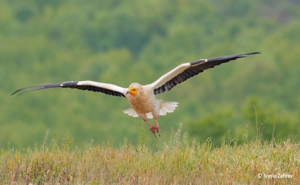 Three Egyptian Vultures Have Been Released into the 