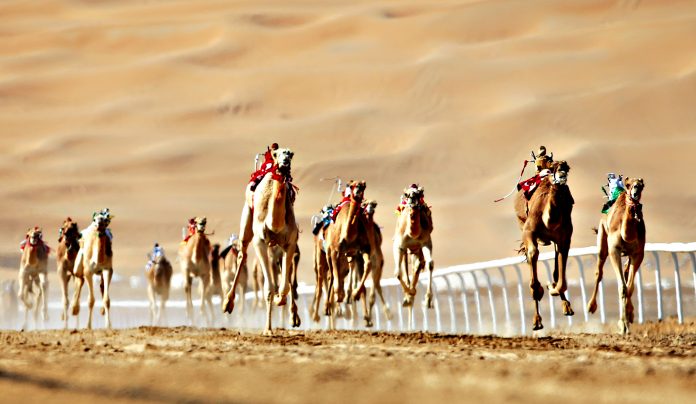 In Pictures The Rich Heritage Behind Uae S Camel Racing Season Scoop Empire