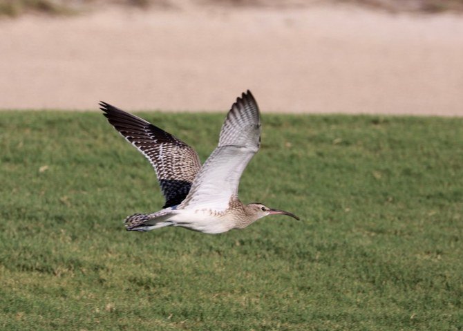 rare-bird-uae-abu-dhabi