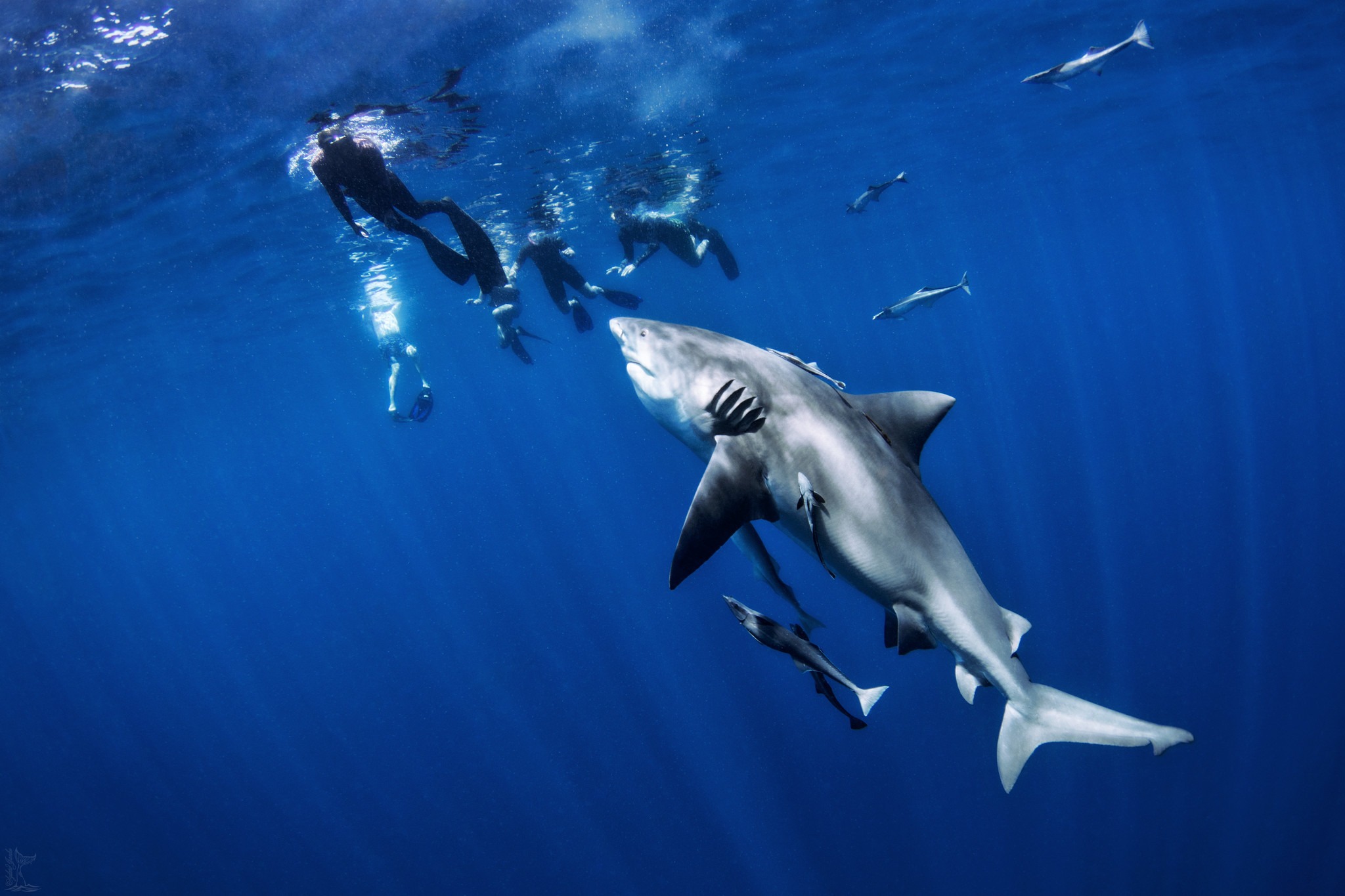 Snorkelers Beware! Egypt Suspends Water Activities in Ras Muhammad