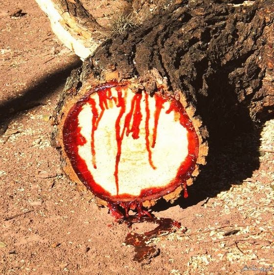 Dragon S Blood Celestial Beaches Yemen S Socotra Island Is A Gateway To A Sci Fi Movie Scoop Empire