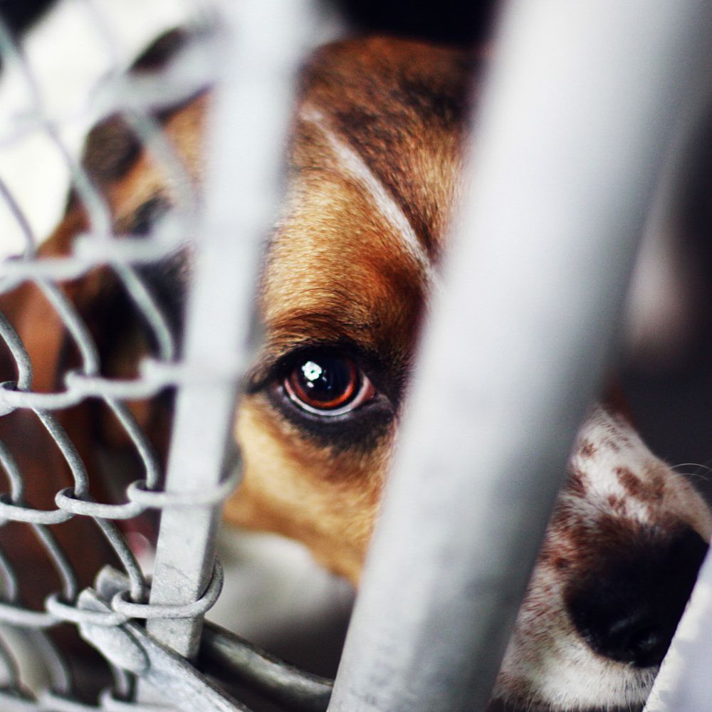 animal cruelty