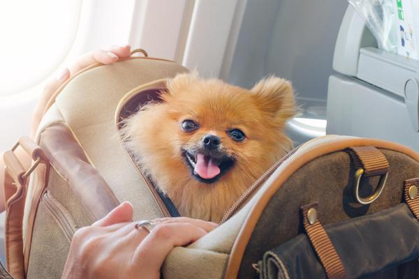 travel with dog etihad