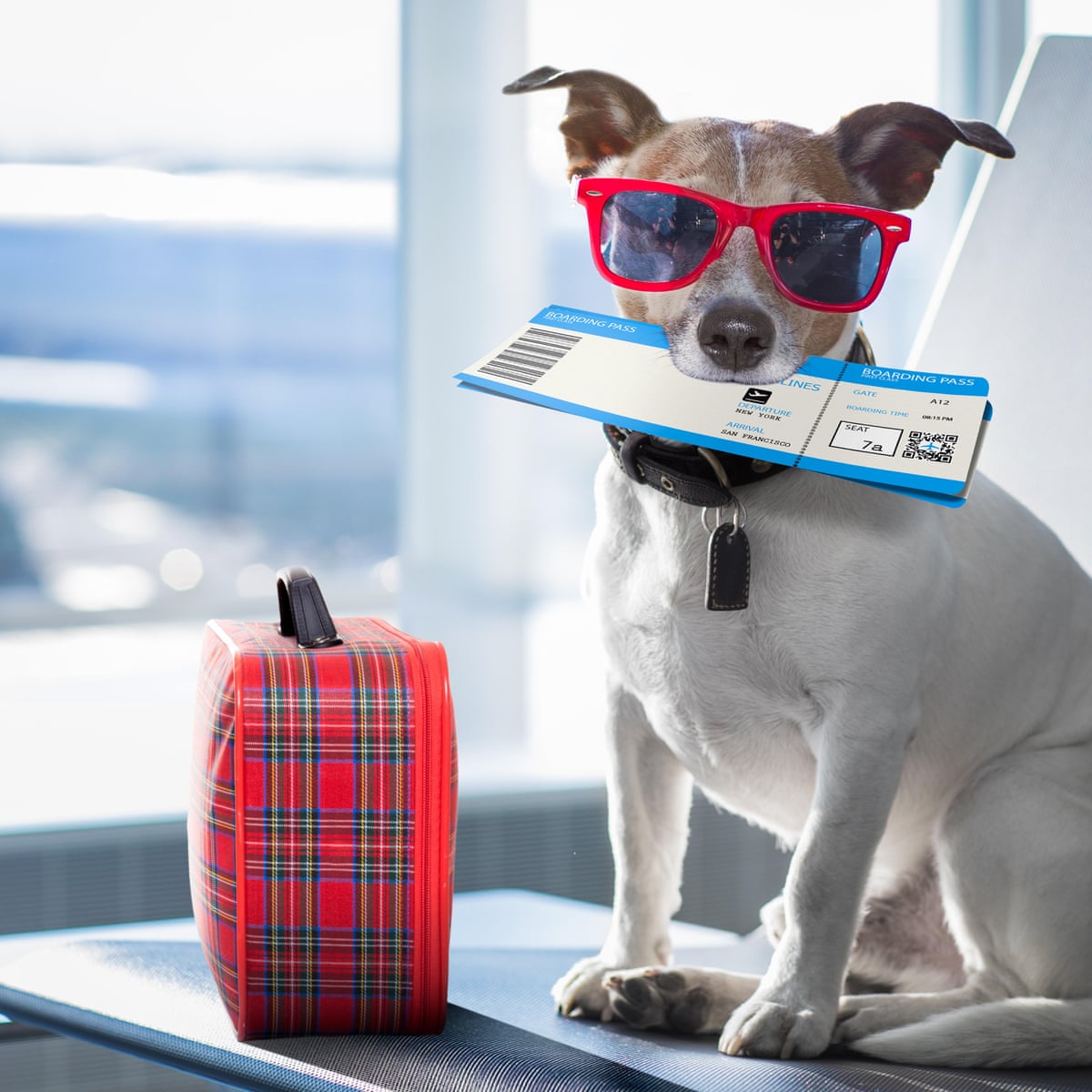 Fly with Your furry friend Etihad airlines Now allows pets in its