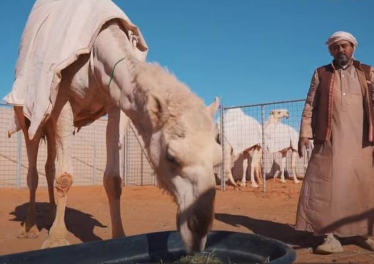 Saudi Arabia Dazzles us Again With World's First Camel Hotel - Scoop Empire