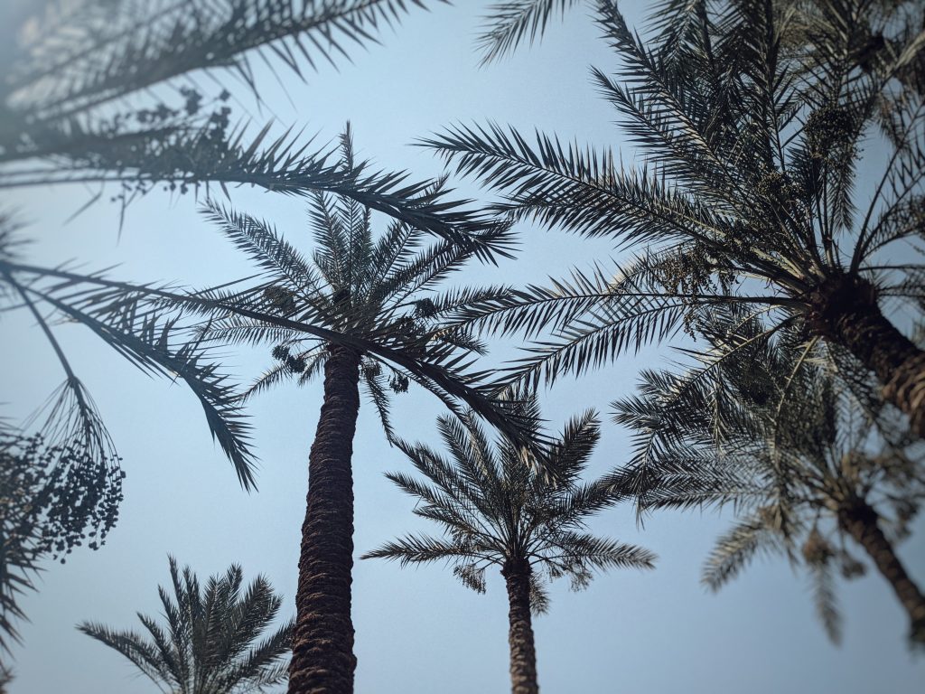 Yoga retreat centre Ardi in Dashur, Egypt