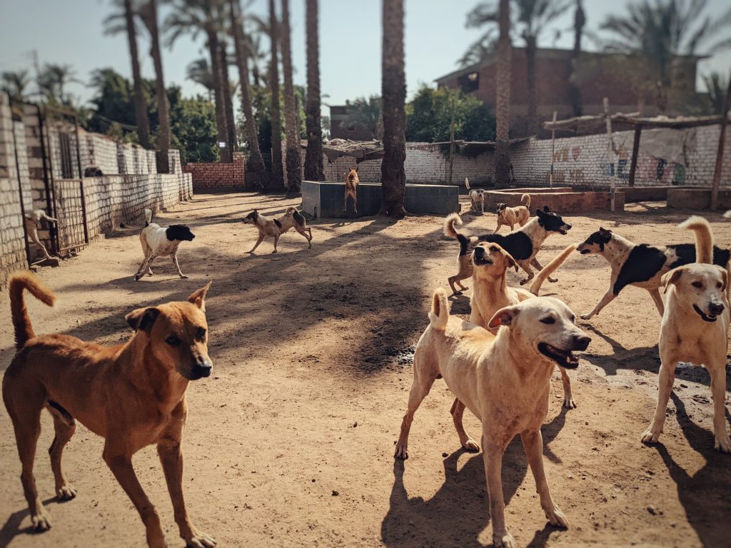 Egyptian baladi street dogs at the HOPE dog shelter just south of Cairo