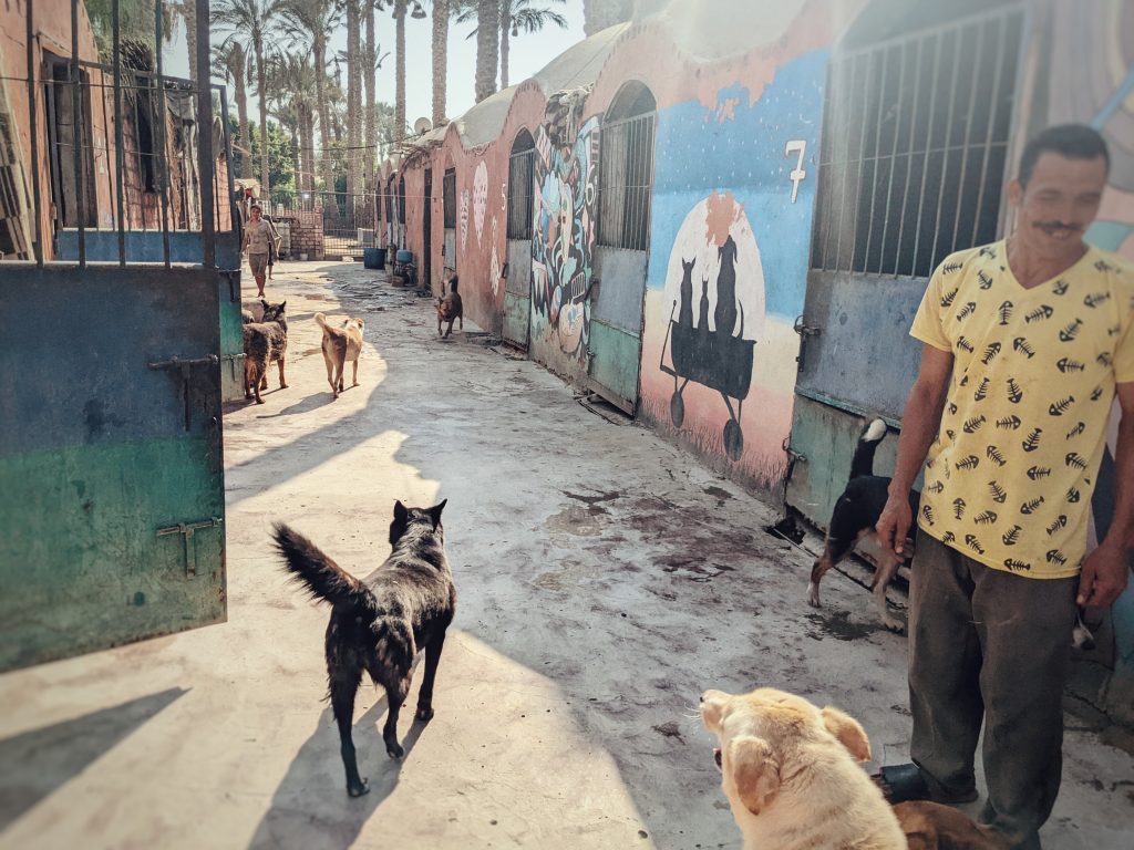 Egyptian baladi street dogs at the HOPE dog shelter just south of Cairo