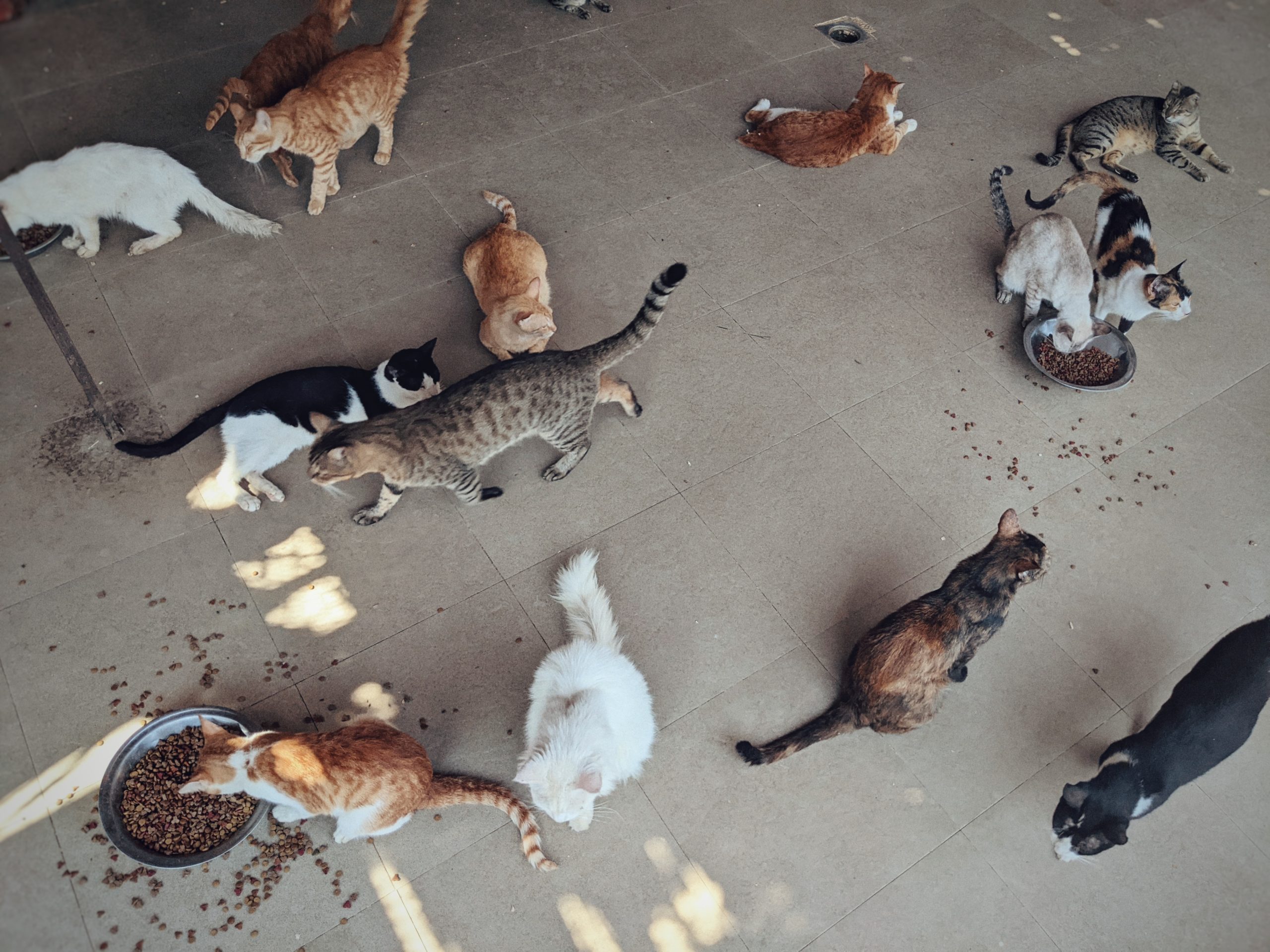 Purrfect Companions: The ESMA Cat Shelter - Scoop Empire