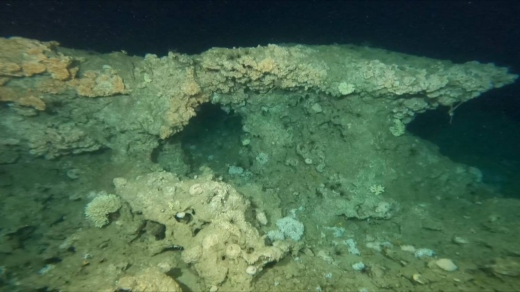 A Mysterious Mars-Like Reef Found 144 Meters Off The East Coast Of UAE ...