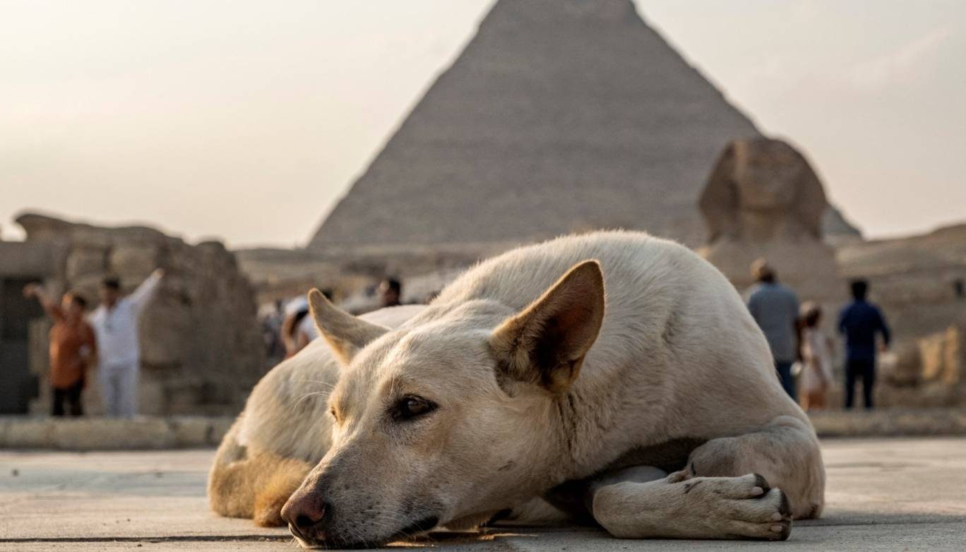 Stray Dogs to Get a New Home: Cairo Allocates Land in El-Tebin for Shelter